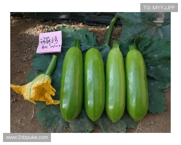 白菜平台发布网：助力创业者轻松发布信息的最佳选择